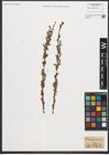 Foto von Salix purpurea L.